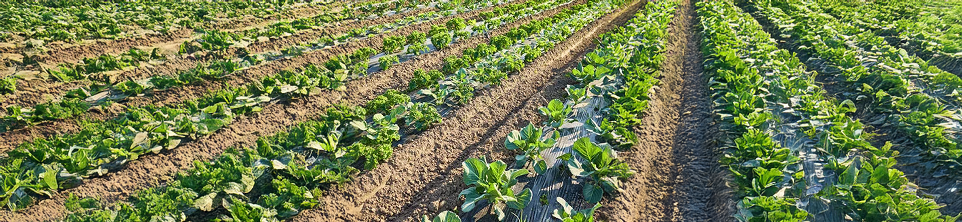 Plasticulture 1